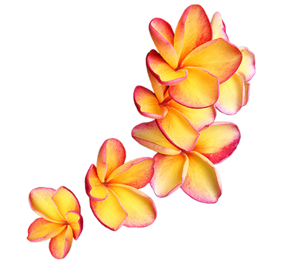 Fijian Flowers